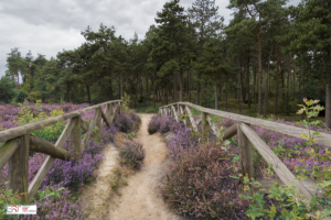 Hekwerk paden Lemeleberg