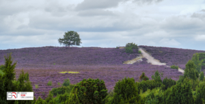 Het pad naar boven en naar de boom Lemelerberg