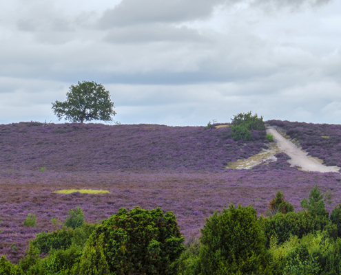 Het pad naar boven en naar de boom Lemelerberg