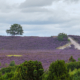 Het pad naar boven en naar de boom Lemelerberg