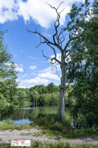 Het vennetje in Westervelde