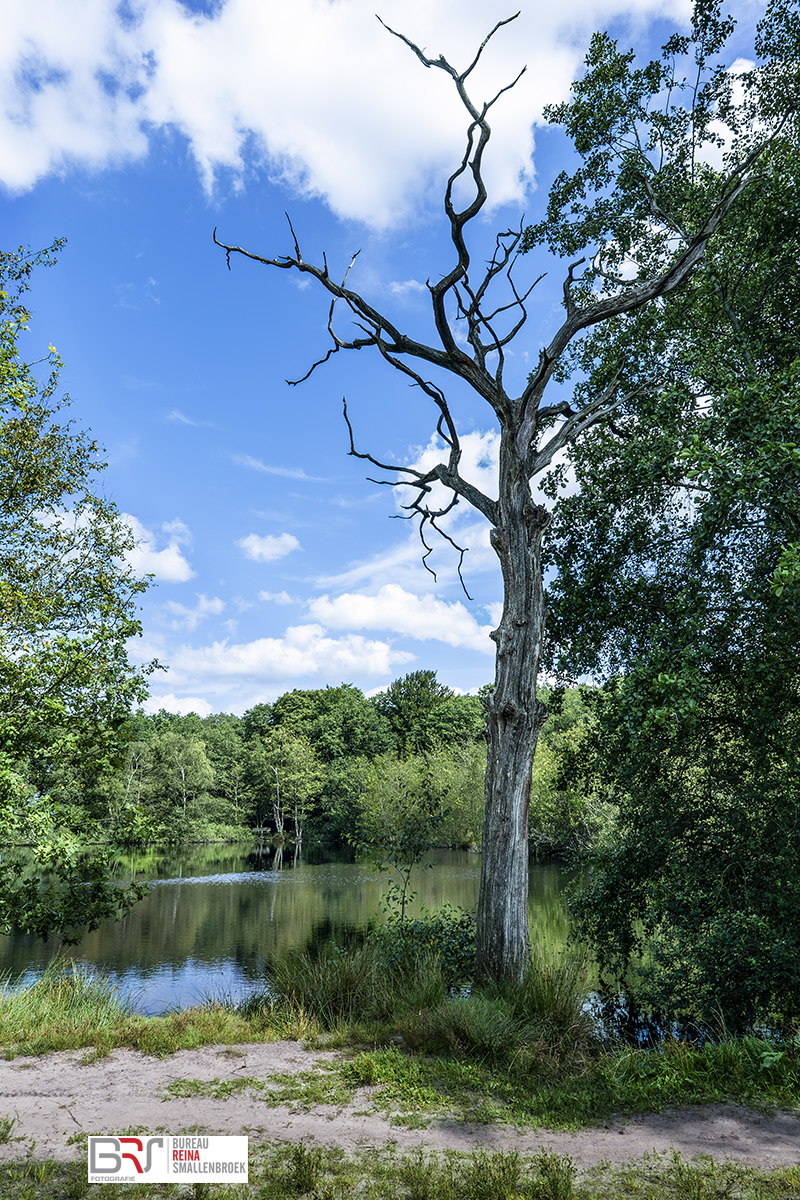 Het vennetje in Westervelde