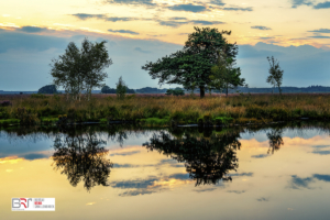 Holtveen dwingelerveld bomen in de reflectie