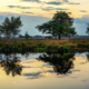 Holtveen dwingelerveld bomen in de reflectie