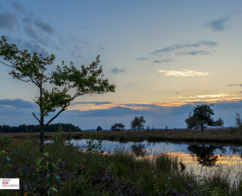 Holtveen Dwingelderveld zonsondergang en boom
