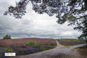 Pad Lemelerberg met overhangende den