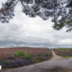 Pad Lemelerberg met overhangende den