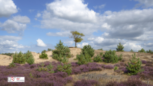 Solitaire boom bloeiende heide Aekingerzand