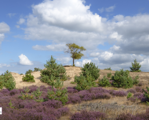 Solitaire boom bloeiende heide Aekingerzand