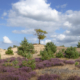 Solitaire boom bloeiende heide Aekingerzand