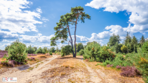 boom met aan weerszijden pad Aekingerzand met bloeiende heide