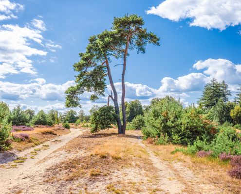 boom met aan weerszijden pad Aekingerzand met bloeiende heide