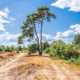 boom met aan weerszijden pad Aekingerzand met bloeiende heide