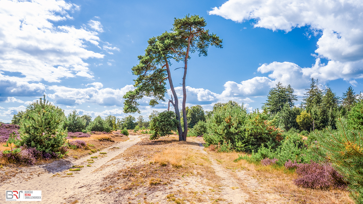 boom met aan weerszijden pad Aekingerzand met bloeiende heide