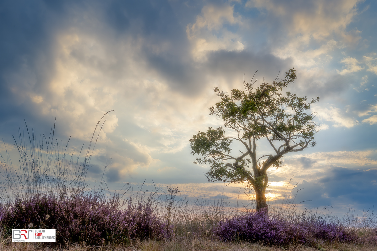 boom op dwingelerveld met heide in de voorgrond