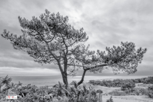 Den op de Vuurduin bij de Vuurtoren van Vlieland