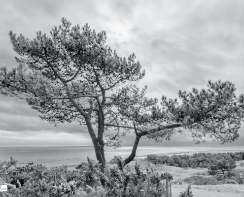 Den op de Vuurduin bij de Vuurtoren van Vlieland