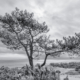 Den op de Vuurduin bij de Vuurtoren van Vlieland