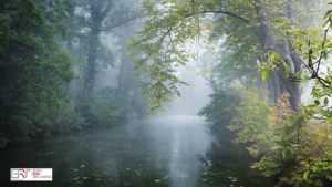 Mist op landgoed Nienoord over water met eendjes