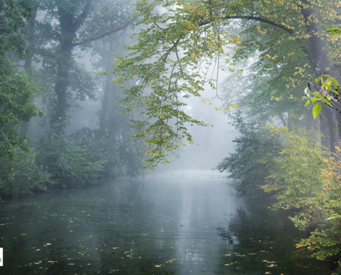 Mist op landgoed Nienoord over water met eendjes