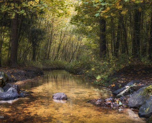 Waterloopbos