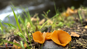 Waterloopbos Grote Oranje Bekerzwam