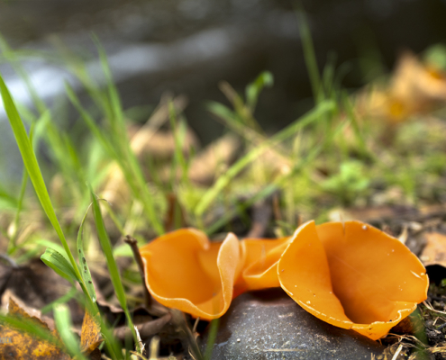 Waterloopbos Grote Oranje Bekerzwam