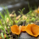 Waterloopbos Grote Oranje Bekerzwam