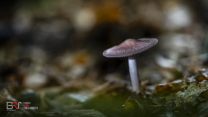 Waterloopbos Heksenschempje