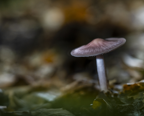 Waterloopbos Heksenschempje
