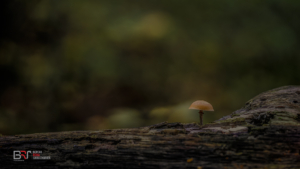 Waterloopbos Paddestoeltje op stronk