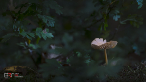 Waterloopbos Weidekringzwam