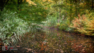 herfst in het Waterloopbos
