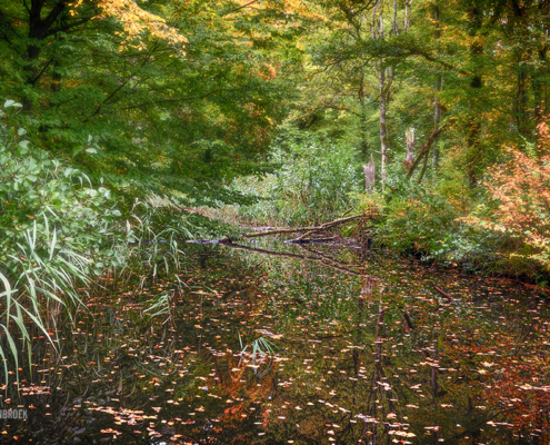 herfst in het Waterloopbos