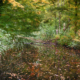 herfst in het Waterloopbos