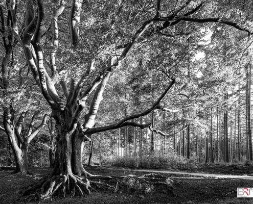 De oude Beuk Slotplaats Bakkeveen