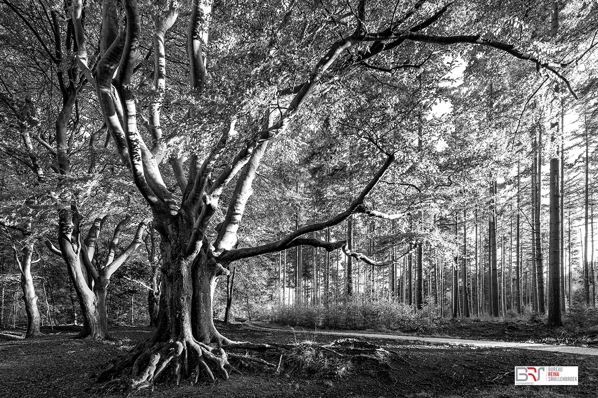 De oude Beuk Slotplaats Bakkeveen