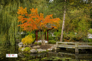 Detail Chinese Tuin Hortus Botanicus Haren