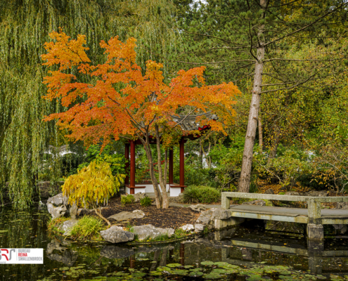 Detail Chinese Tuin Hortus Botanicus Haren