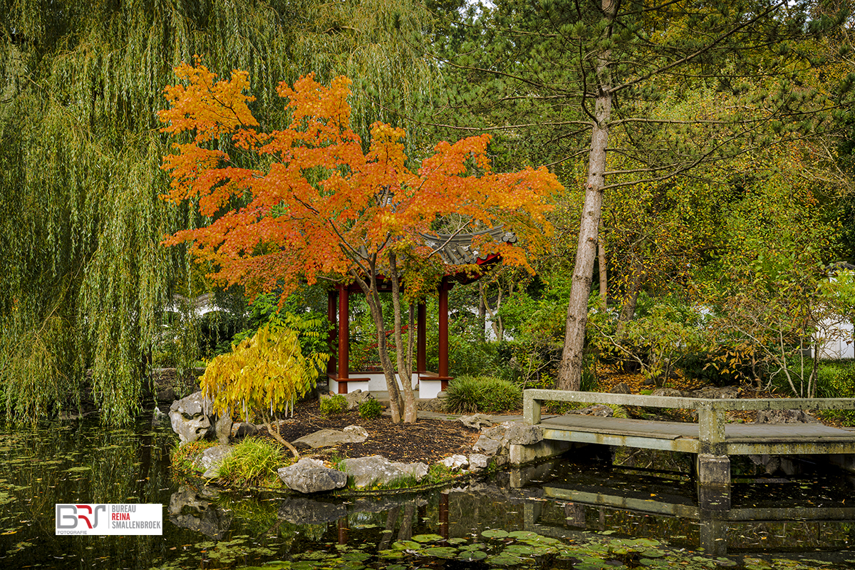 Detail Chinese Tuin Hortus Botanicus Haren
