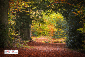 Doorkijk Herfst Slotplaats Bakkeveen