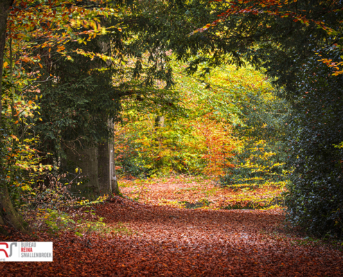 Doorkijk Herfst Slotplaats Bakkeveen