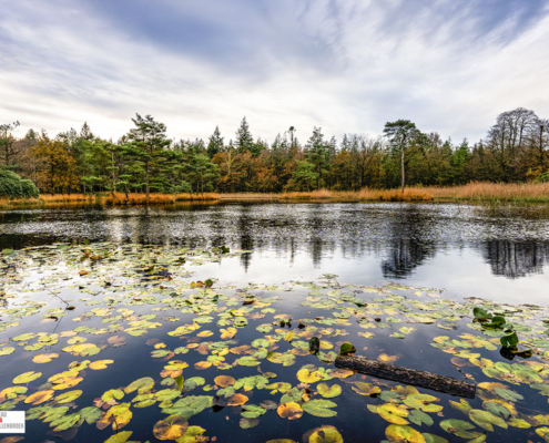 Freulevijver Bakkeveen in de Herfst