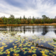 Freulevijver Bakkeveen in de Herfst