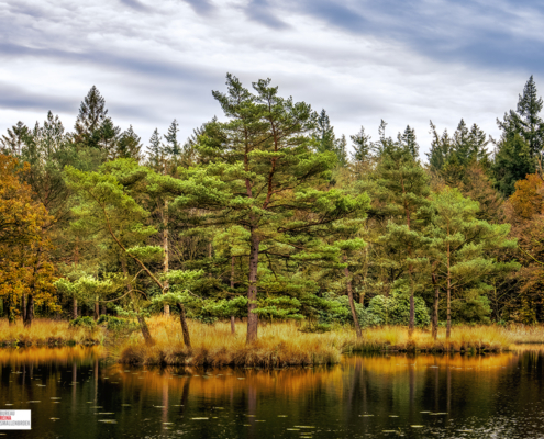 Het eilandje in de Freulevijver Wijnjewoude