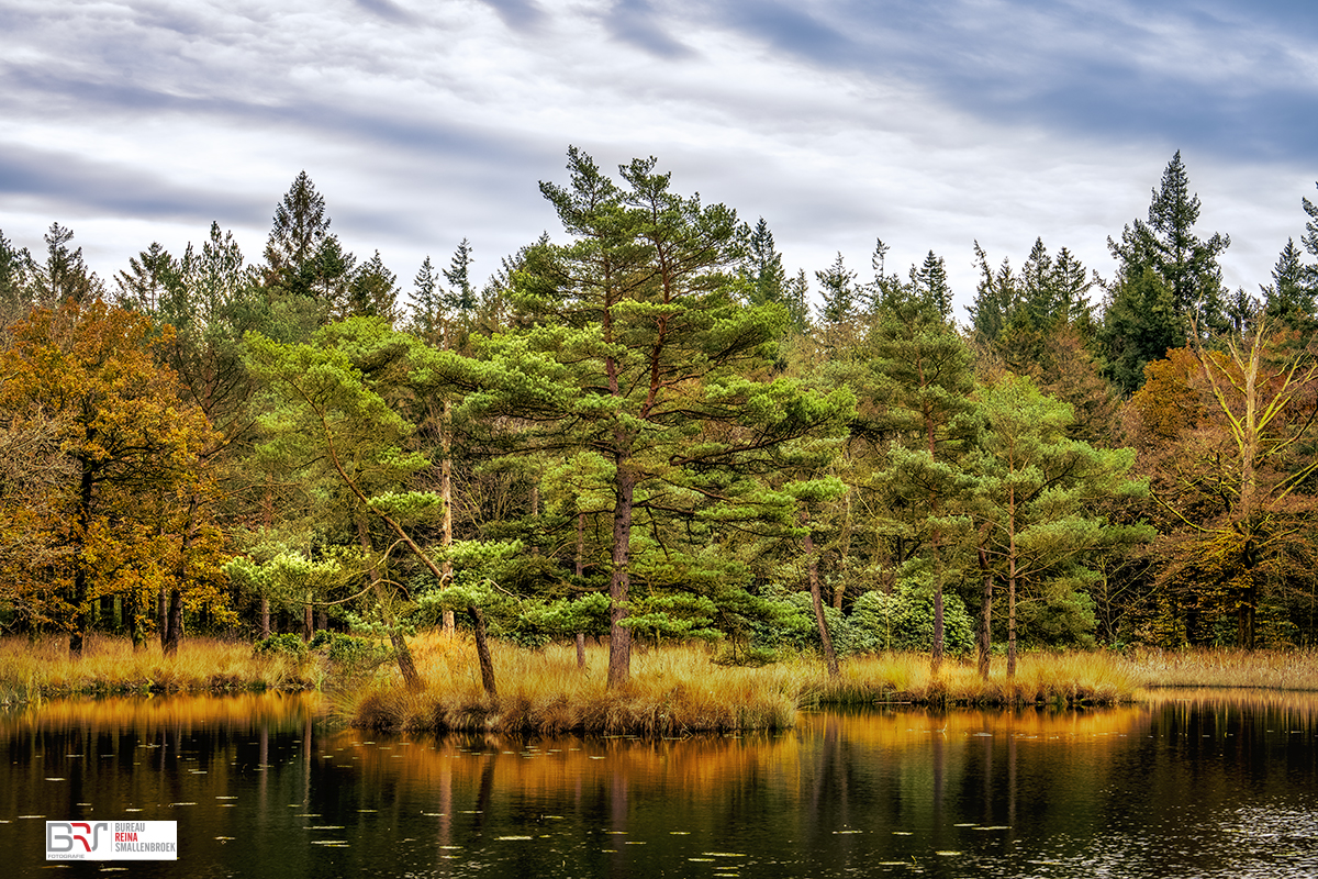 Het eilandje in de Freulevijver Wijnjewoude