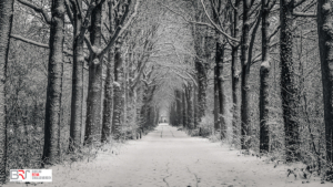 Rozentuin in de winter