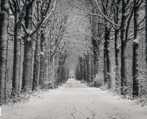 Rozentuin in de winter