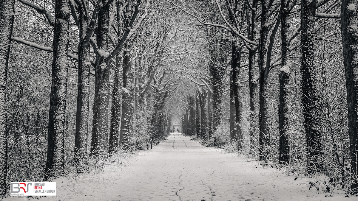 Rozentuin in de winter