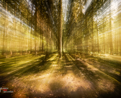 ICM bomen